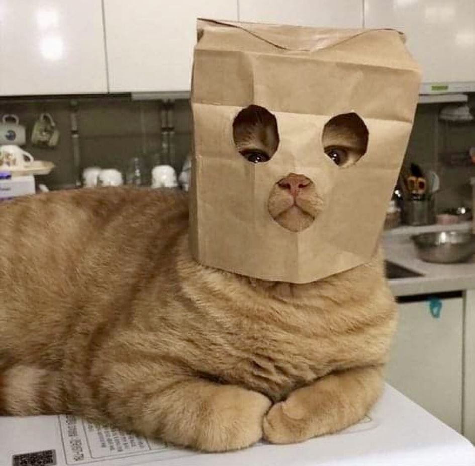 catdotsol's tweet photo. gn https://t.co/f9uq1Oa93v