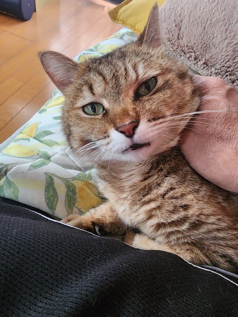 K10332's tweet photo. おはようございます。m(_ _)m
今日も➰️宜しくお願いします😺
素敵な日曜日を🍀✨😺にゃん https://t.co/cmbt9h4zpY