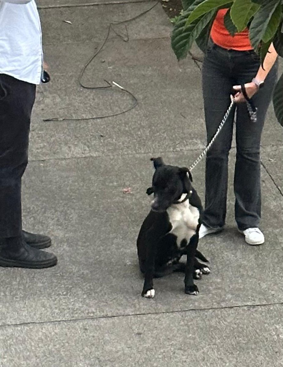 MajolaB's tweet photo. Perrita encontrada en la Colonia Del Valle en Gabriel Mancera y Luz Saviñon. No se quiere mover del lugar. Tiene collar sin placa. Se busca a sus dueños 🙏🏼
@MascotasSismo @MascotaCoyoacan @PrrosPerdidosMX @HELA_MORE https://t.co/GVyNDiuLBA