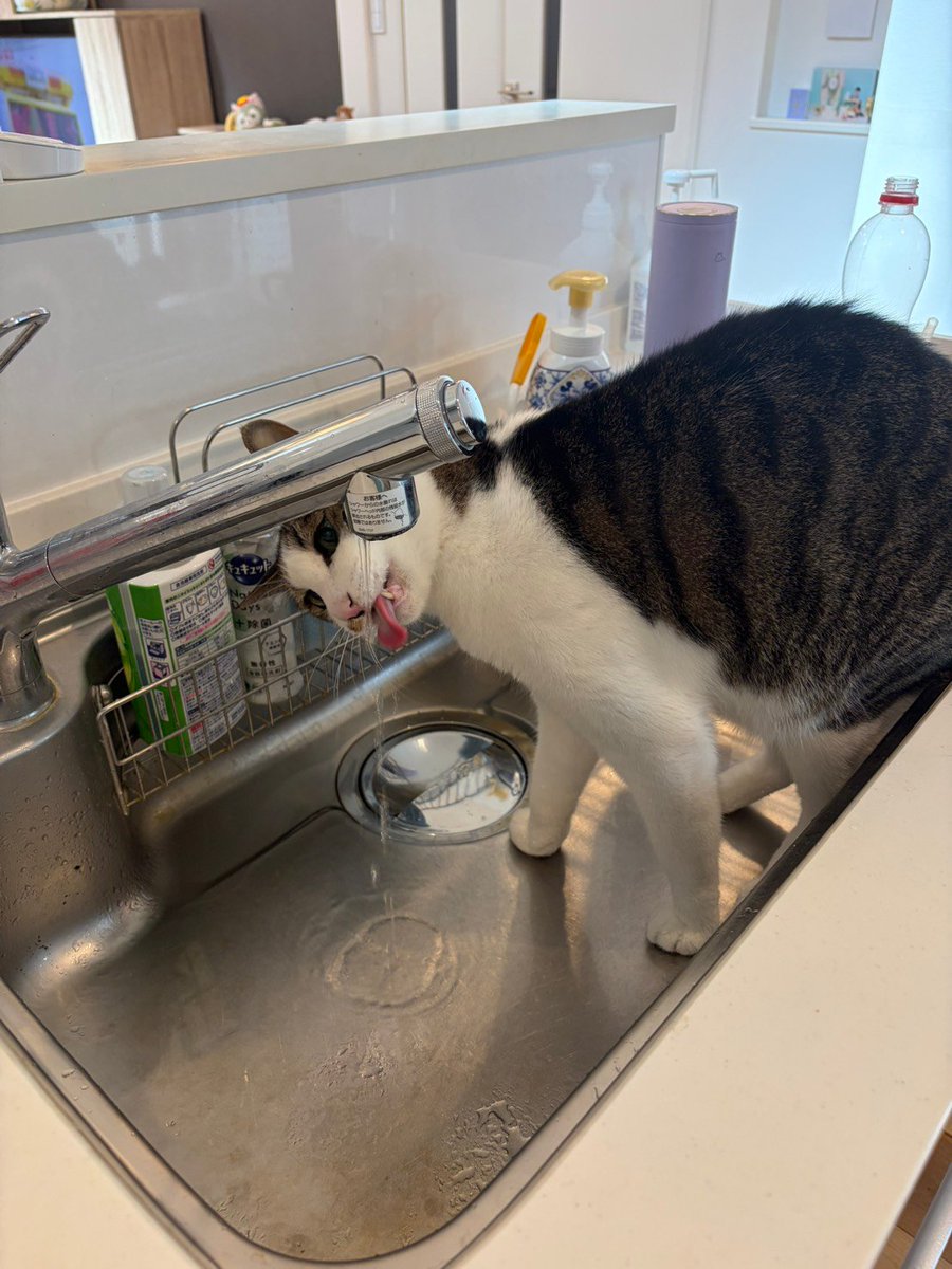 neko_ptx's tweet photo. …… #catdays https://t.co/JImXslZP8Z