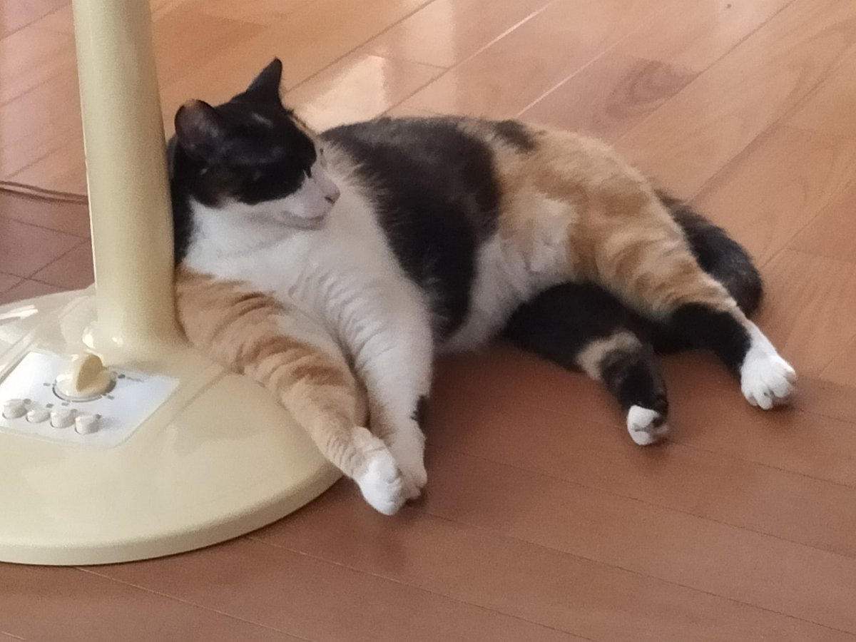 hachanne's tweet photo. ３度目の夏も扇風機を愛するねこ https://t.co/zSV4n8aeQx