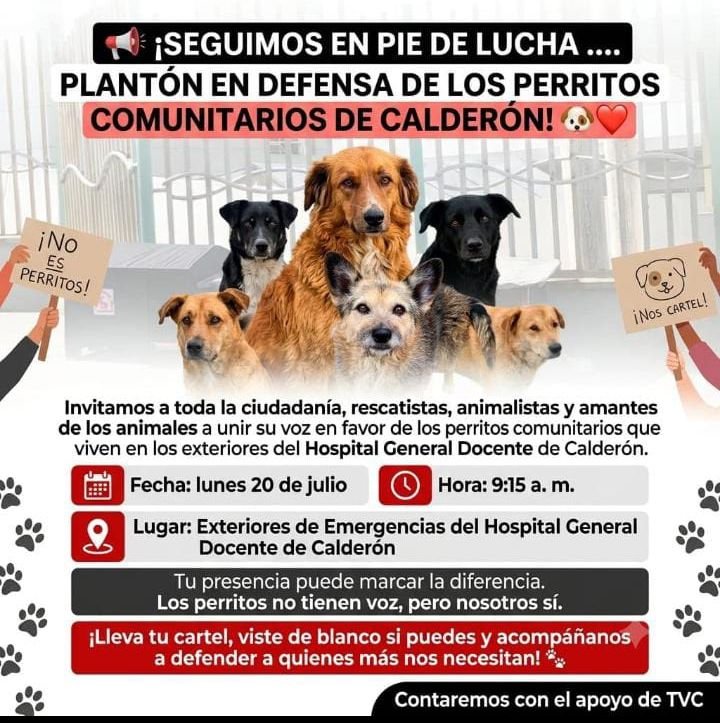 DefensoresAn's tweet photo. #Quito Mientras la Salud Pública en 🇪🇨 toca fondo, parece q a algún funcionario  le molestan los animales, cuando debería enfocarse en TRABAJAR. Lunes 20 de julio, a las 09h15, en los exteriores de Emergencias del Hospital Docente de Calderón nos vamos de PLANTÓN. @Salud_Ec https://t.co/875zhGxlWf