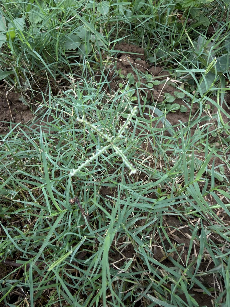 BiotechSanjeet's tweet photo. Discussion on preferred #palatable #grass species during a training programme for the Forest Staff of #Ghumsur North Forest Division, #Odisha, with a focus on #grass identification, #palatability, and their importance in #wildlife habitat #management and #meadow restoration.

@PCCFWL_Odisha @moefcc @EnvironmentPib @Ncscm_Moefcc @IPR_Odisha @MohanMOdisha @CMO_Odisha @PMOIndia @GaneshRamBJP @Sdg13Un