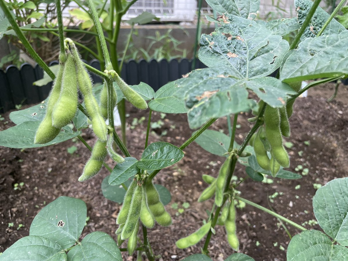 sl_tmk's tweet photo. すっかり家庭菜園垢になってるけど今週も野菜のお世話

ピーマンは引き続き安定4個収穫

葉に異変が出たきゅうりを葉掻き。
正常な葉は1/3も残ってない感じに。
葉が少なすぎて心配

反面オクラは頼りなかった株に勢いが出て、花が咲き実もついてきた
枝豆はいつ収穫すれば良いのかな

#家庭菜園 https://t.co/Izif37j5Qy
