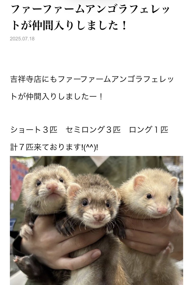 me71715's tweet photo. 2025.07.18、吉祥寺に来た子
お迎えしてる方います？😊

我が家のアルビノロング、ヴィアンカちゃんこのグループでした🩷

この入荷して翌日、大阪から吉祥寺に見に行って売約したよ🤣 https://t.co/juhLiE8ePo