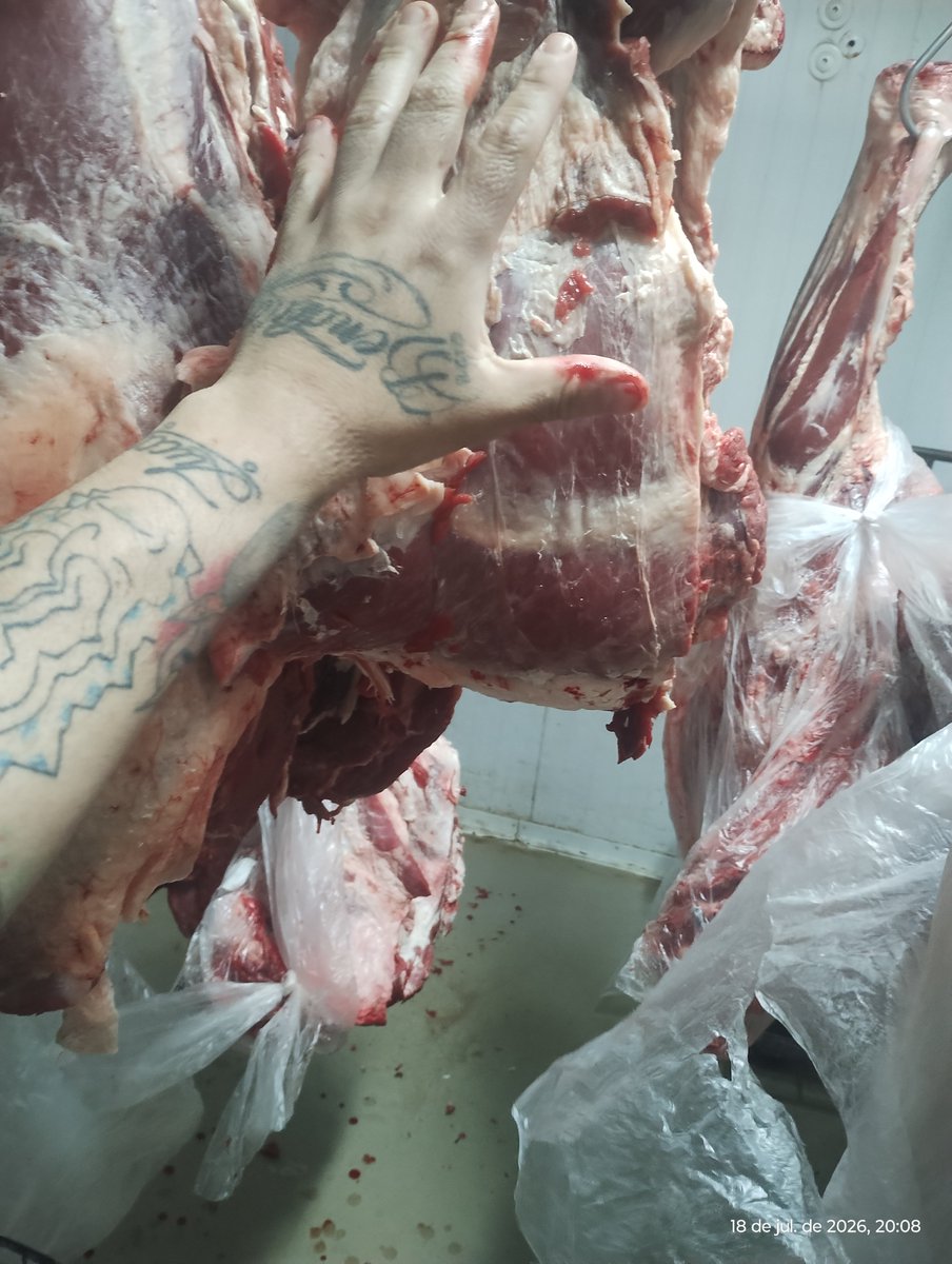 roberto666_'s tweet photo. Sangue de boi 🐮 https://t.co/uJcjGhlP6I
