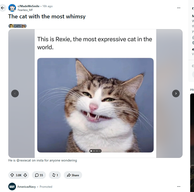 sch4079's tweet photo. New smiling cat meme is going super viral, and it's named on Reddit

4k upvotes in just 4 hours https://t.co/lQYHfECglw