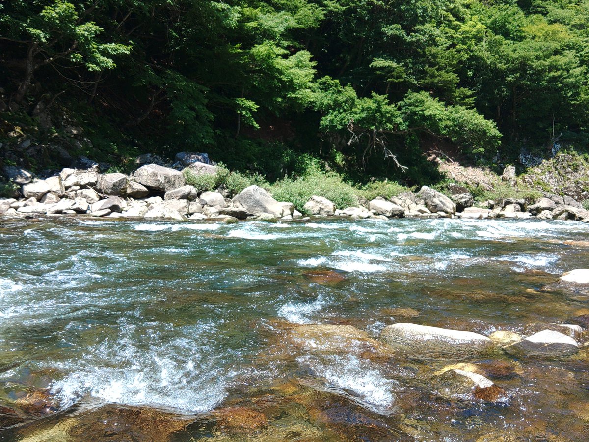 dashigakari's tweet photo. 宮川下流で掛かったら下がれないポイントでやっているとなかなか抜けない大きな鮎が掛かりました？、強引に抜いたらメタボな鮎が２匹掛かっていて重すぎるので手前でバウンドしてしまい2匹ともバレてしまいまい、トホホです。宮川下流のなたべら鮎が2匹はムリ😢🆖⤵️でした。 https://t.co/XEDiB4Jkht