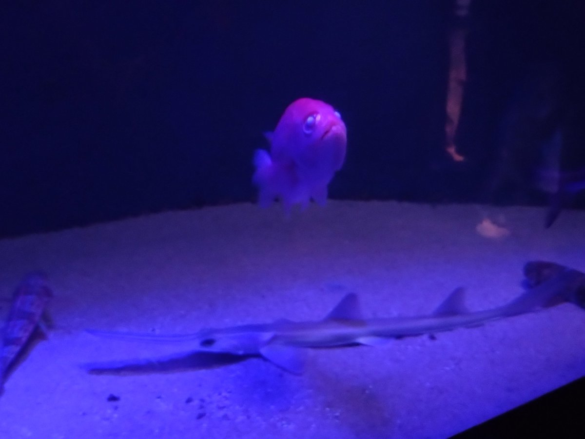 なななん Post by NANA 元ななん on X: 深海魚も見れるよ