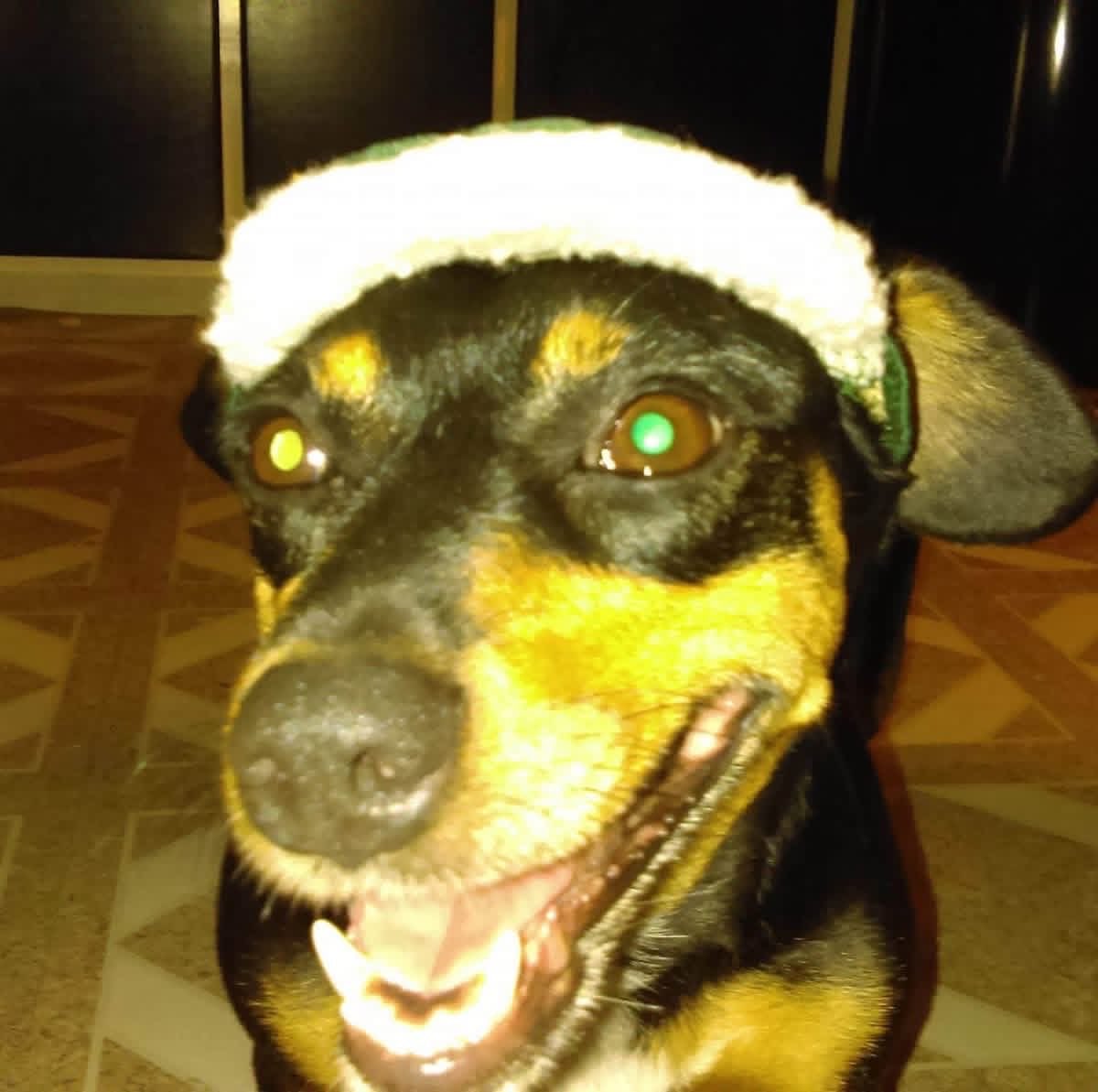 Lost & Found Pets tweet media