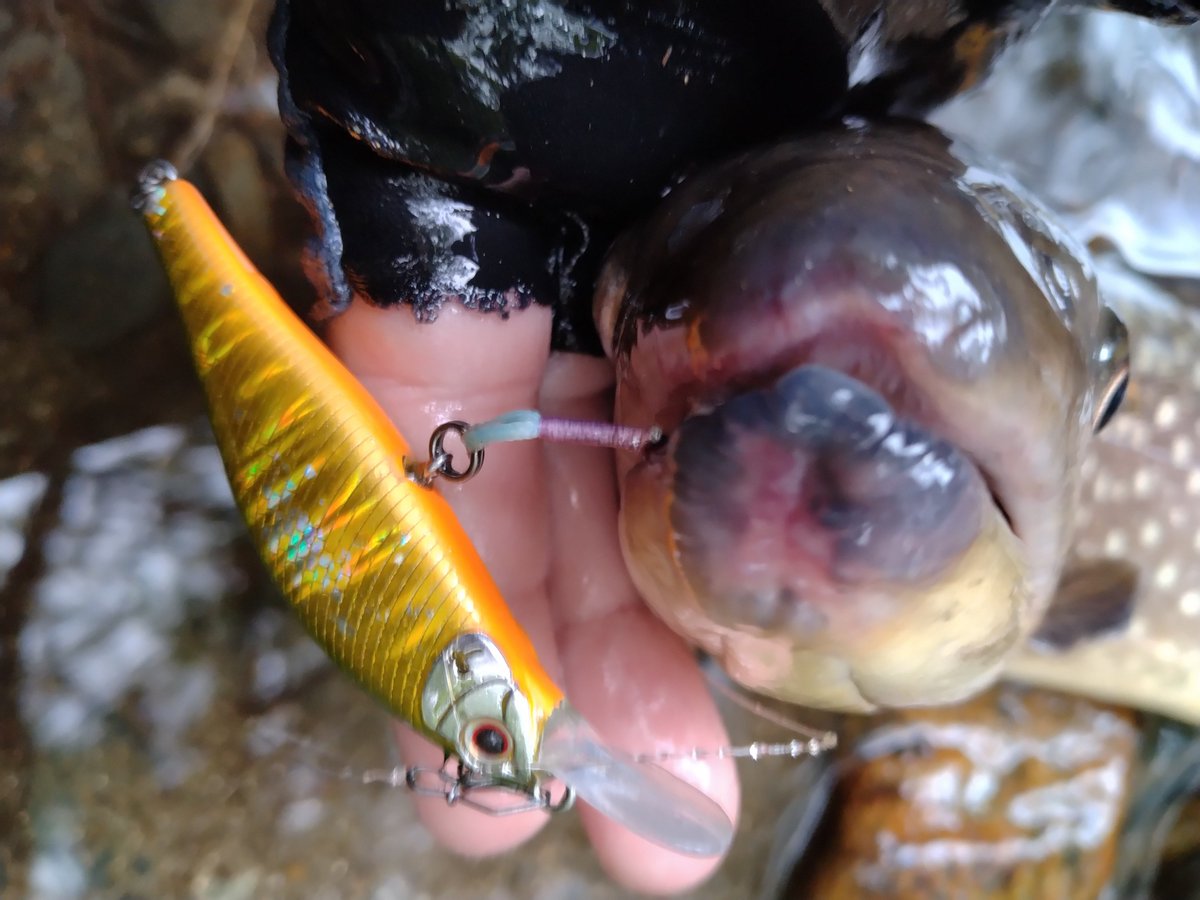 Romagna504's tweet photo. 5時〜9時まで閉伊川🛸💨
先週釣り損ねた魚の顔が見たくて同じ場所にエントリー。
先週は想定してないサイズの魚が掛かって針を伸ばされてしまったので、今日は針を強くしてみました。
49cmが釣れましたが先週の魚ではなさそうでした🤔
#アレキサンドラXHW
#ILLMATICSAITOMC
#palmsfishing https://t.co/A3wKzXshOf