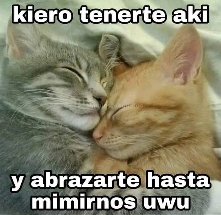 peñachud tweet media
