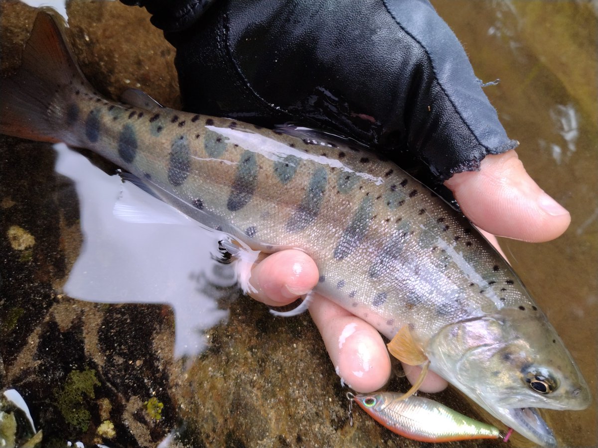 Romagna504's tweet photo. 今日釣れた他の魚🐟️
瀬の中から出てきて元気にバイトしてきます
#ILLMATICSAITOMC
#palmsfishing https://t.co/0mPrEHP9MA