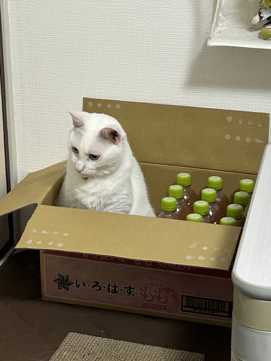 jaco10_mong's tweet photo. いろはすの猫 https://t.co/p5XGID2oZF