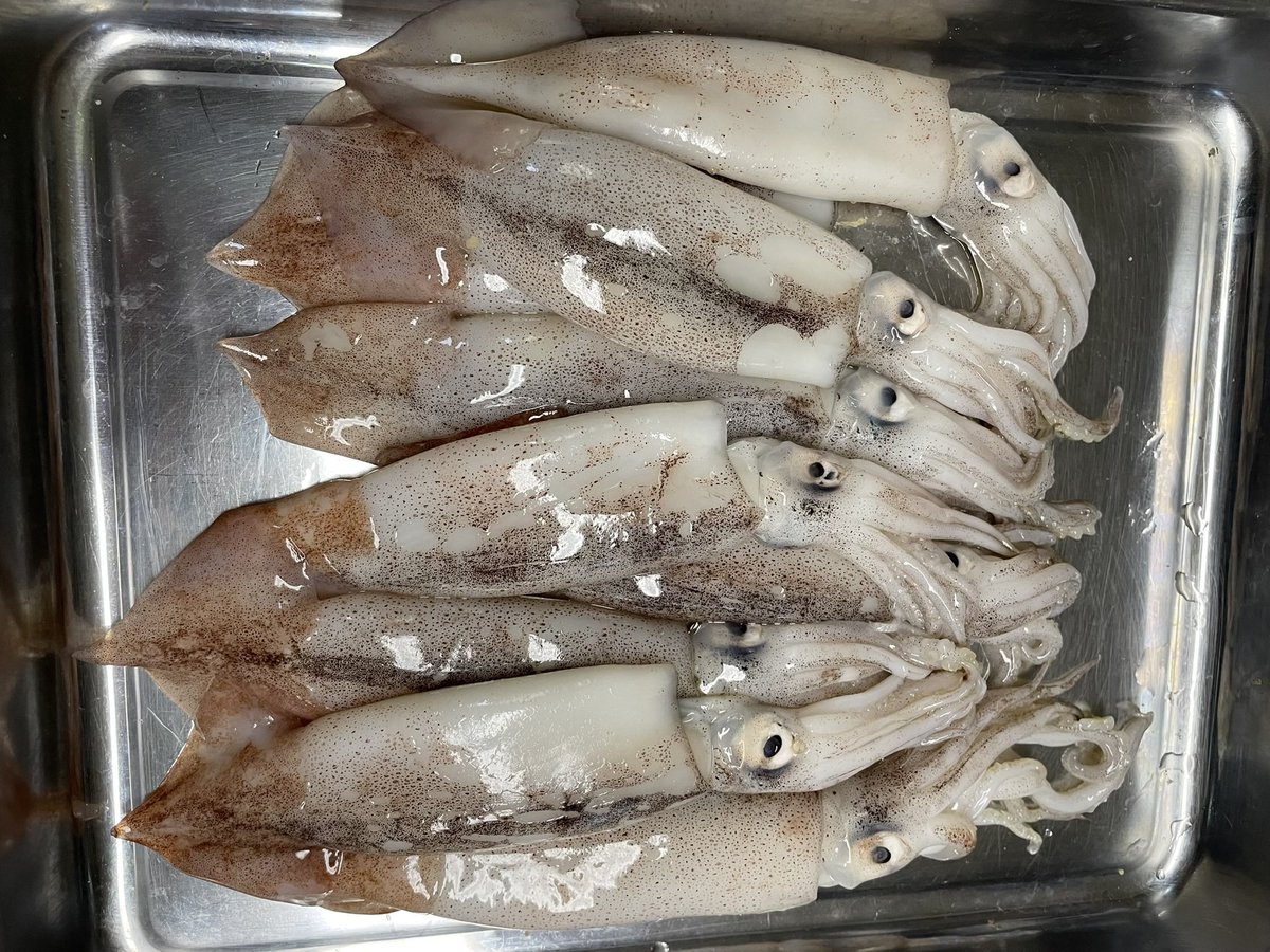 cooking0702's tweet photo. 🦑🦑🦑🦑🦑🦑🦑 https://t.co/Qxl3AvQxbW