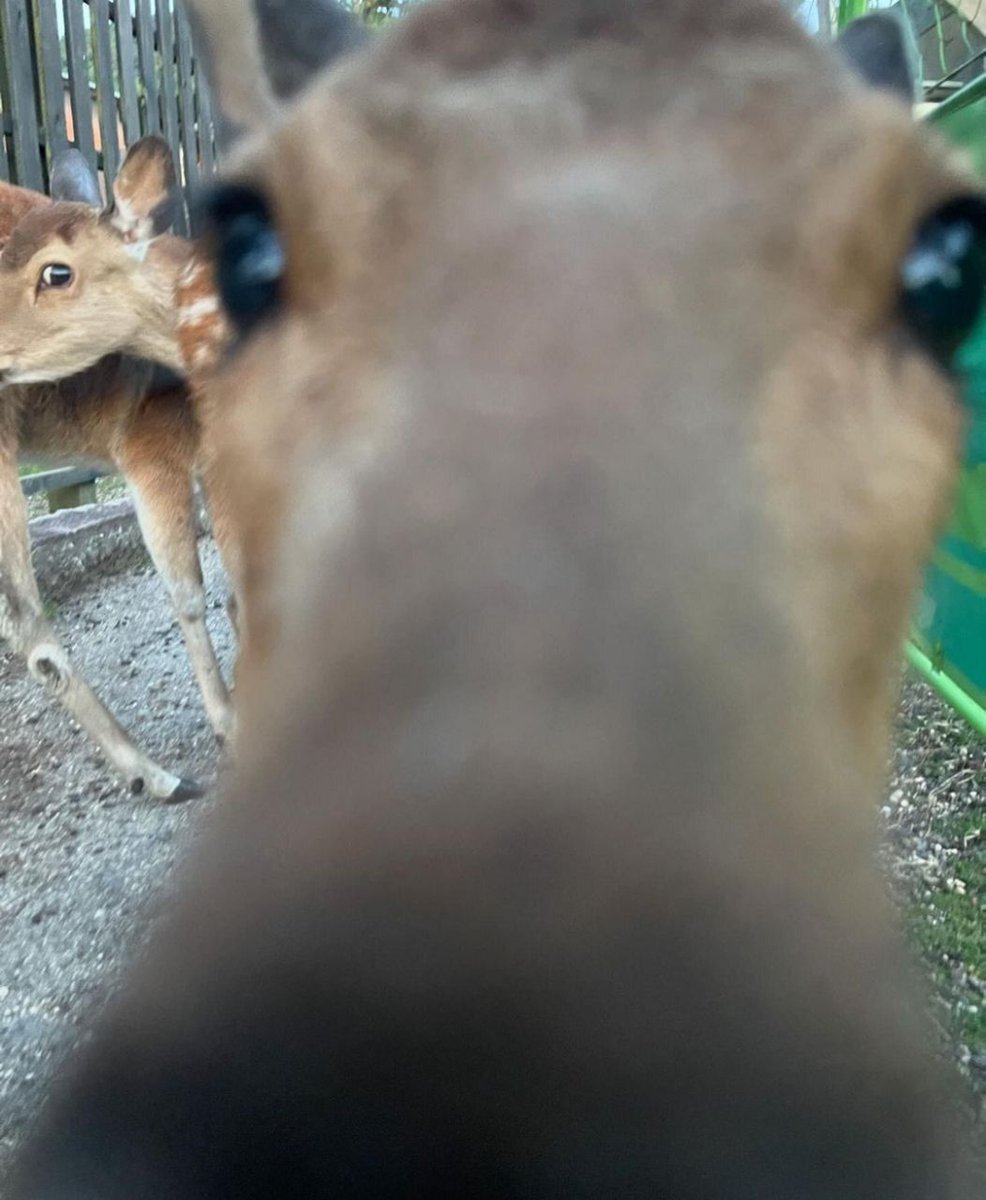 Deer in Places they Shouldn't Be tweet media