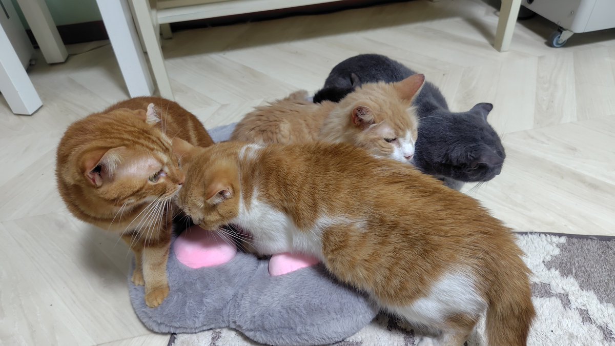 amipaaizu's tweet photo. こんにちは☀️今日もうだるような暑さ🥵

後輩猫たちに人気のレオン🐱
今日もレオン兄さんの隣をキープしようと、ラテ・銀次・こはくが攻防戦‼️

結局はレオン兄さんは逃げてしまい、ラテと銀次がクッションに残りましたが、気まづそうな2匹⋯ꉂ🤣𐤔 https://t.co/dWXfbq1xWs