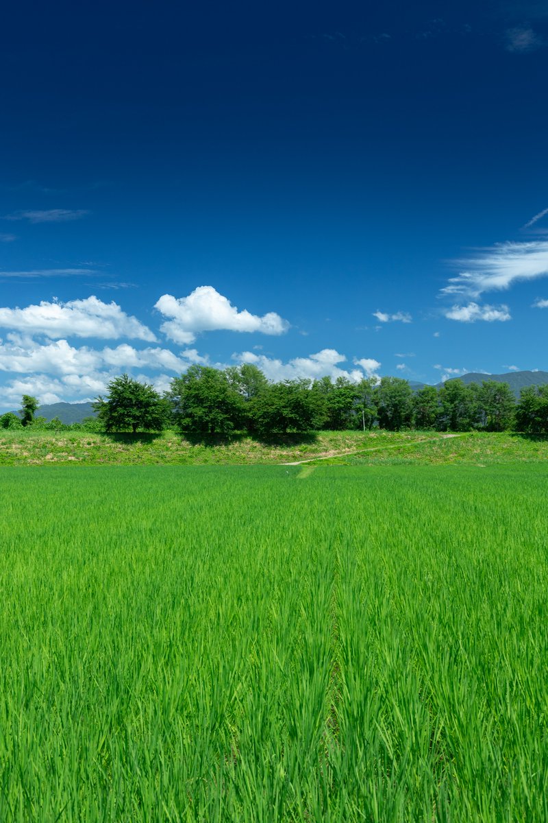 nag1_r's tweet photo. 夏の新潟 https://t.co/IiDnZ147ta