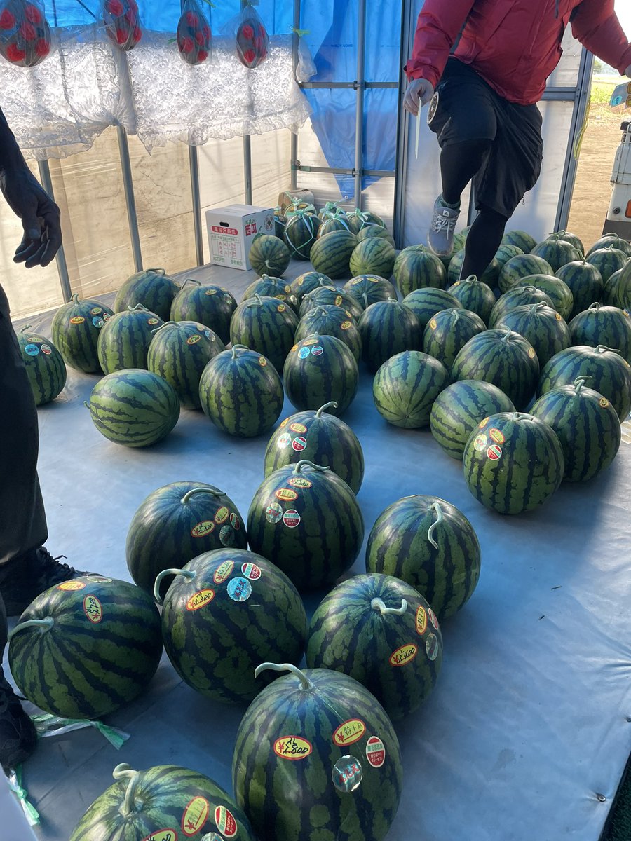 rootnoi's tweet photo. 尾花沢きたよ！🍉🍉 https://t.co/Pt4vJd6eAO