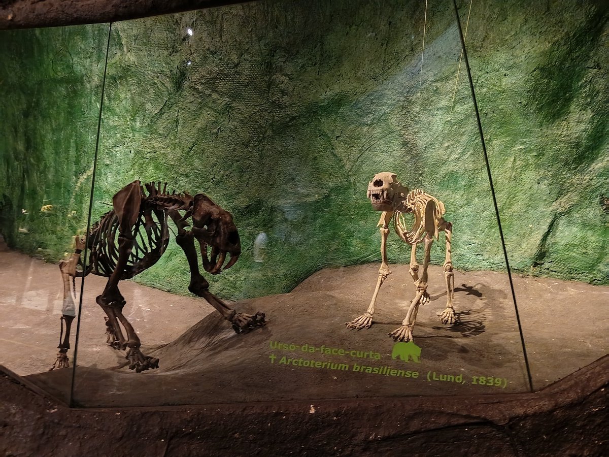 daquiapoco's tweet photo. Saudades eternas megafauna sulamericana https://t.co/lMqI4Oszsy
