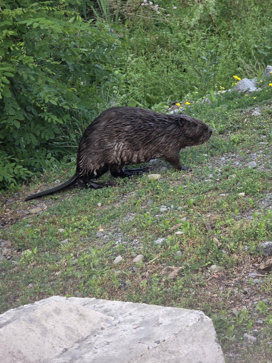 invisiblemass01's tweet photo. Libees beaver friend https://t.co/oq512gSQz4