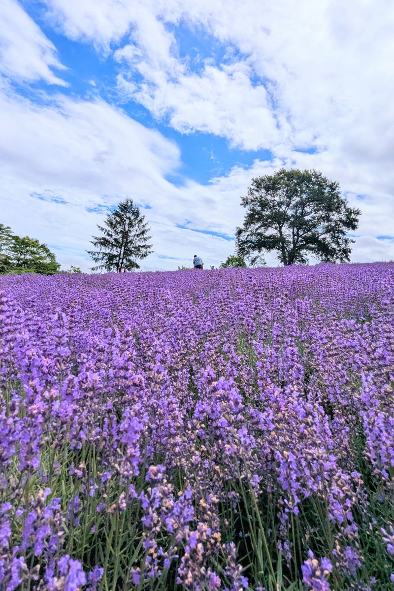 ezonorax's tweet photo. 札幌の幌見峠のラベンダーもそろそろ終盤かな🪻
今年も素敵なラベンダーでした🥰✨🪻
#幌見峠
#ラベンダー
#キリトリセカイ
#イマソラ
#札幌 https://t.co/FSEyssOI3E