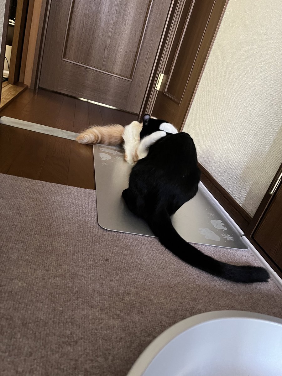 Rindou_95's tweet photo. お気に入りはプレートの方らしい
強奪されていた https://t.co/1i4WfK5nzY