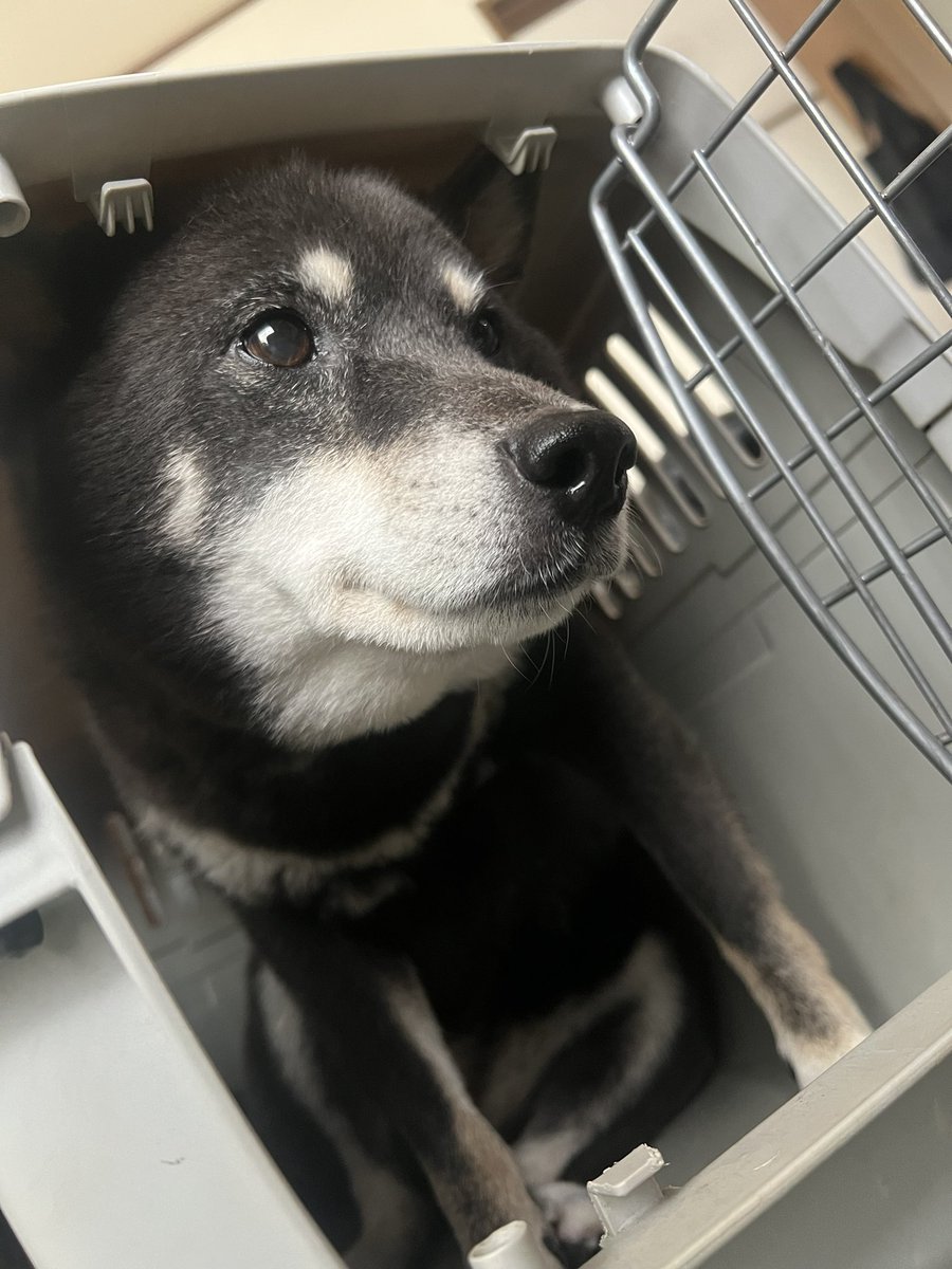 UriShiba's tweet photo. 掃除してたら犬用の持ち運びのやつが出てきたんでとりあえず入ってもらうのは義務ですよね https://t.co/Nsy6sVvEC6