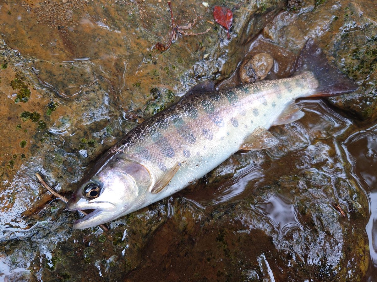 pirokun1616's tweet photo. 渓流釣り🎣第30戦 Hey!
張りきって5時から釣り🎣開始するも1匹目🐟️が遠く1時間以上かかってしまった…😅
その後は場所にもよるけど、🐟️の反応が良い区間と少ない区間が交互に…
地道に釣り上がって、34cmのイワナと他に20数匹…😌
今日は久しぶりに良い釣り🎣が出来たよ✨ https://t.co/bdbTgF23oU