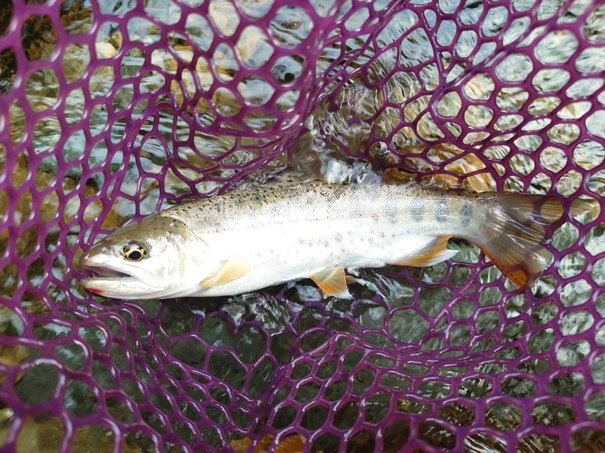 pirokun1616's tweet photo. 渓流釣り🎣第30戦 Hey!
張りきって5時から釣り🎣開始するも1匹目🐟️が遠く1時間以上かかってしまった…😅
その後は場所にもよるけど、🐟️の反応が良い区間と少ない区間が交互に…
地道に釣り上がって、34cmのイワナと他に20数匹…😌
今日は久しぶりに良い釣り🎣が出来たよ✨ https://t.co/bdbTgF23oU