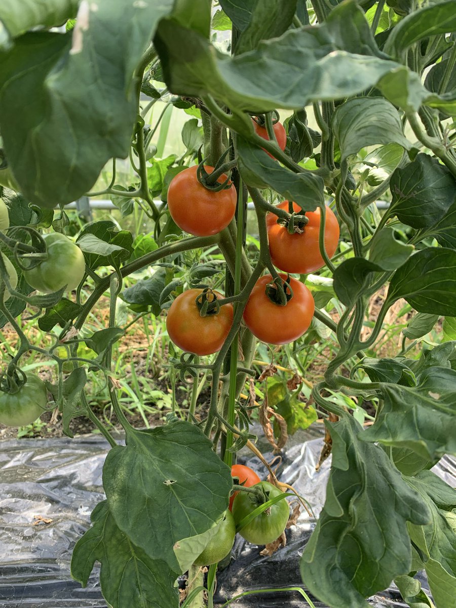 seedpaseri's tweet photo. 初めて挑戦したハウス栽培のトマト🍅たわわに実ってます😊
トマト食べ放題。虫が少ないので綺麗。
#家庭菜園 https://t.co/hFewboogPK