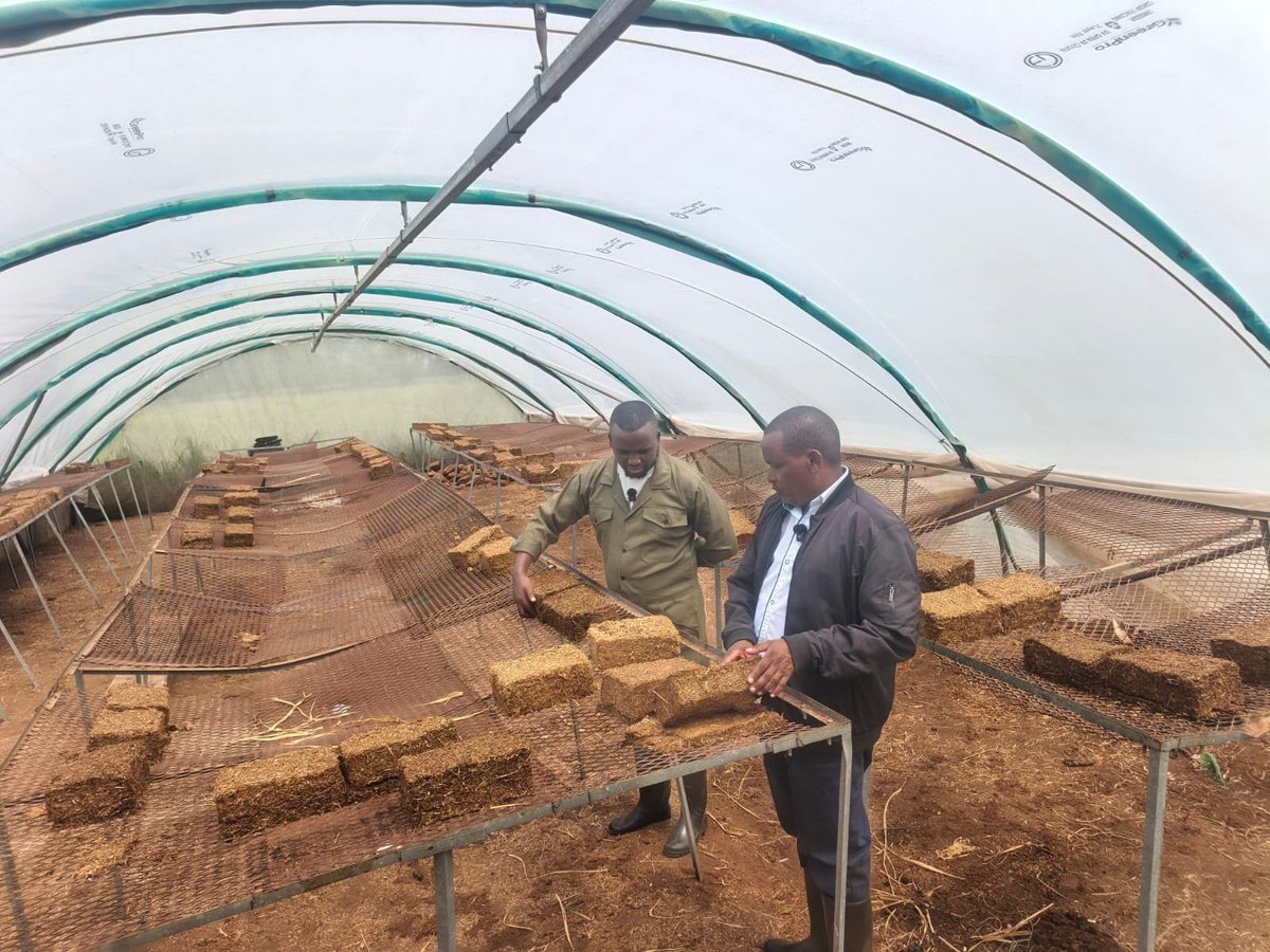 kalromkulima's tweet photo. KALRO’s Beef Research Institute (BRI) is driving the transformation of Kenya’s beef sector through innovative, research-backed technologies that enhance productivity, profitability, and climate resilience.

Key innovations include feedlot production systems for efficient commercial beef finishing, climate-smart feed technologies such as improved forages and feed conservation, and genetic improvement of beef cattle to deliver faster growth, higher meat yields, disease tolerance, and adaptability to diverse production systems.

Learn more about these cutting-edge technologies on NTV’s Kilimo Almasi this Sunday, with a repeat broadcast on Friday, as KALRO showcases how research and innovation are powering sustainable beef production in Kenya.