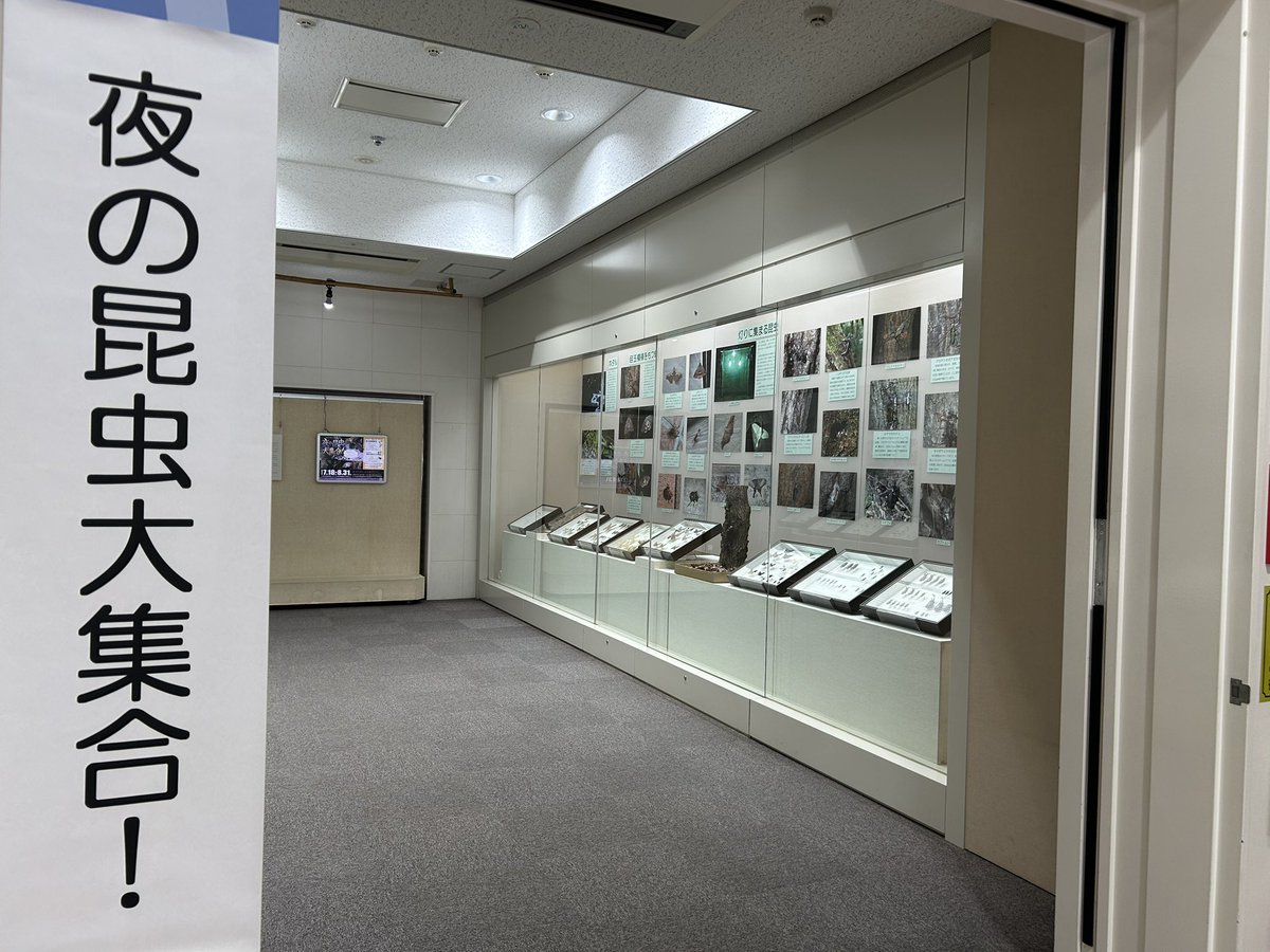 spobun_ka's tweet photo. #from郷土資料館
開催中‼︎企画展「夜の昆虫大集合！」

私たちに馴染みの深いチョウやハチなどは昼間に活動しますが、クワガタムシやガの仲間の多くは夜に活動します
寒い冬の夜でさえ種類は少ないながらも活動しています
夜に活動する昆虫をテーマに、所蔵の標本と写真で紹介します！
 #愛川町 https://t.co/e5dqkrHo7O