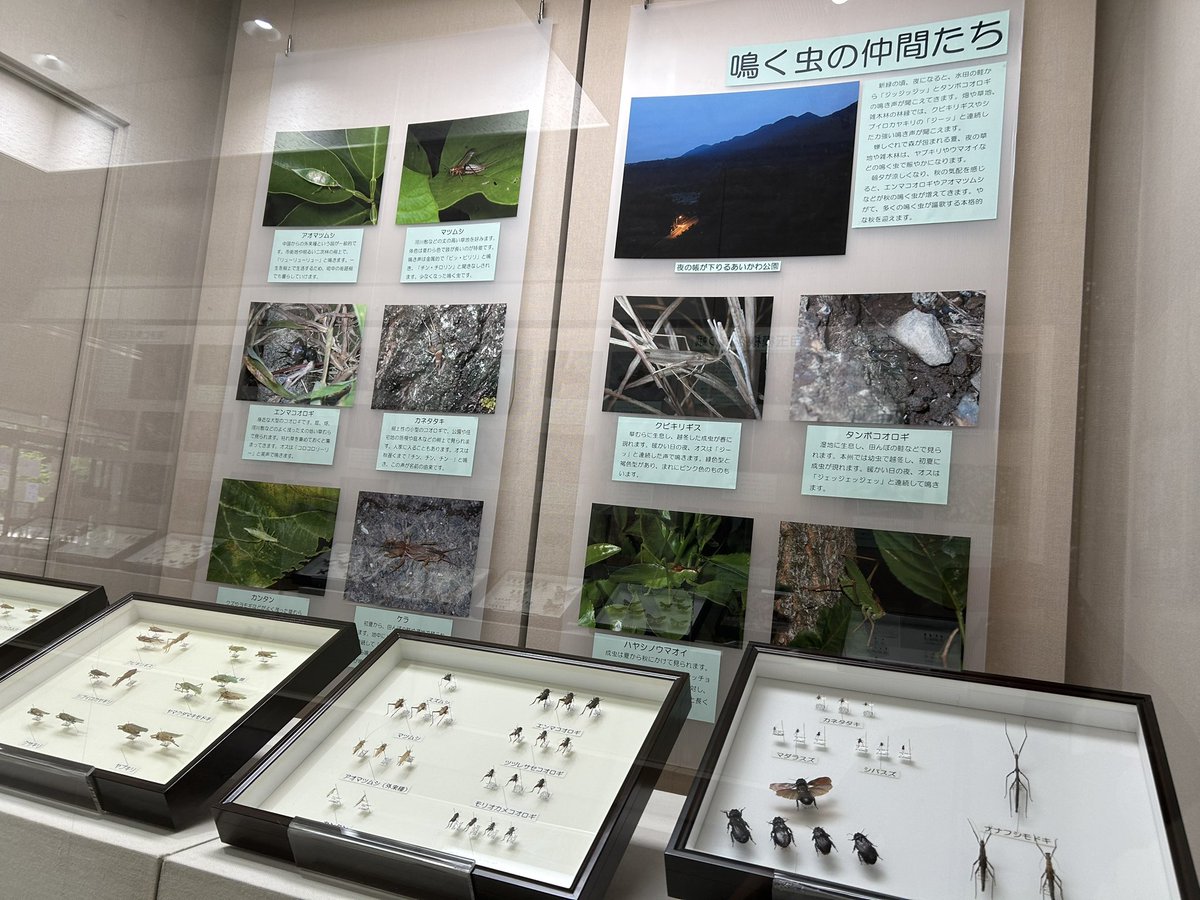 spobun_ka's tweet photo. #from郷土資料館
開催中‼︎企画展「夜の昆虫大集合！」

私たちに馴染みの深いチョウやハチなどは昼間に活動しますが、クワガタムシやガの仲間の多くは夜に活動します
寒い冬の夜でさえ種類は少ないながらも活動しています
夜に活動する昆虫をテーマに、所蔵の標本と写真で紹介します！
 #愛川町 https://t.co/e5dqkrHo7O