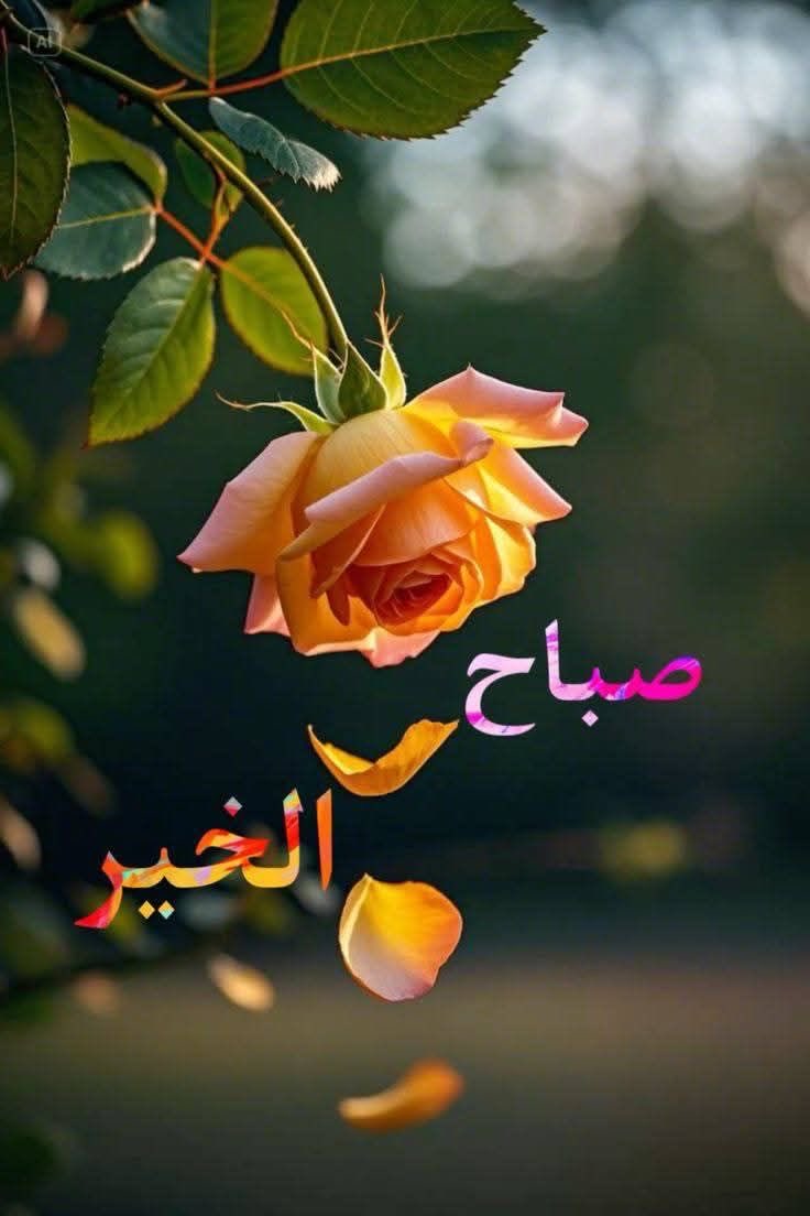ཾོ࿆حـᬼــمـــد⭒ཾ🇴🇲 tweet media