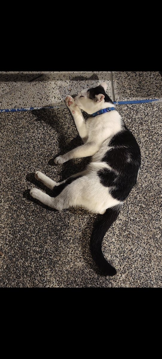 kattyKit tweet media