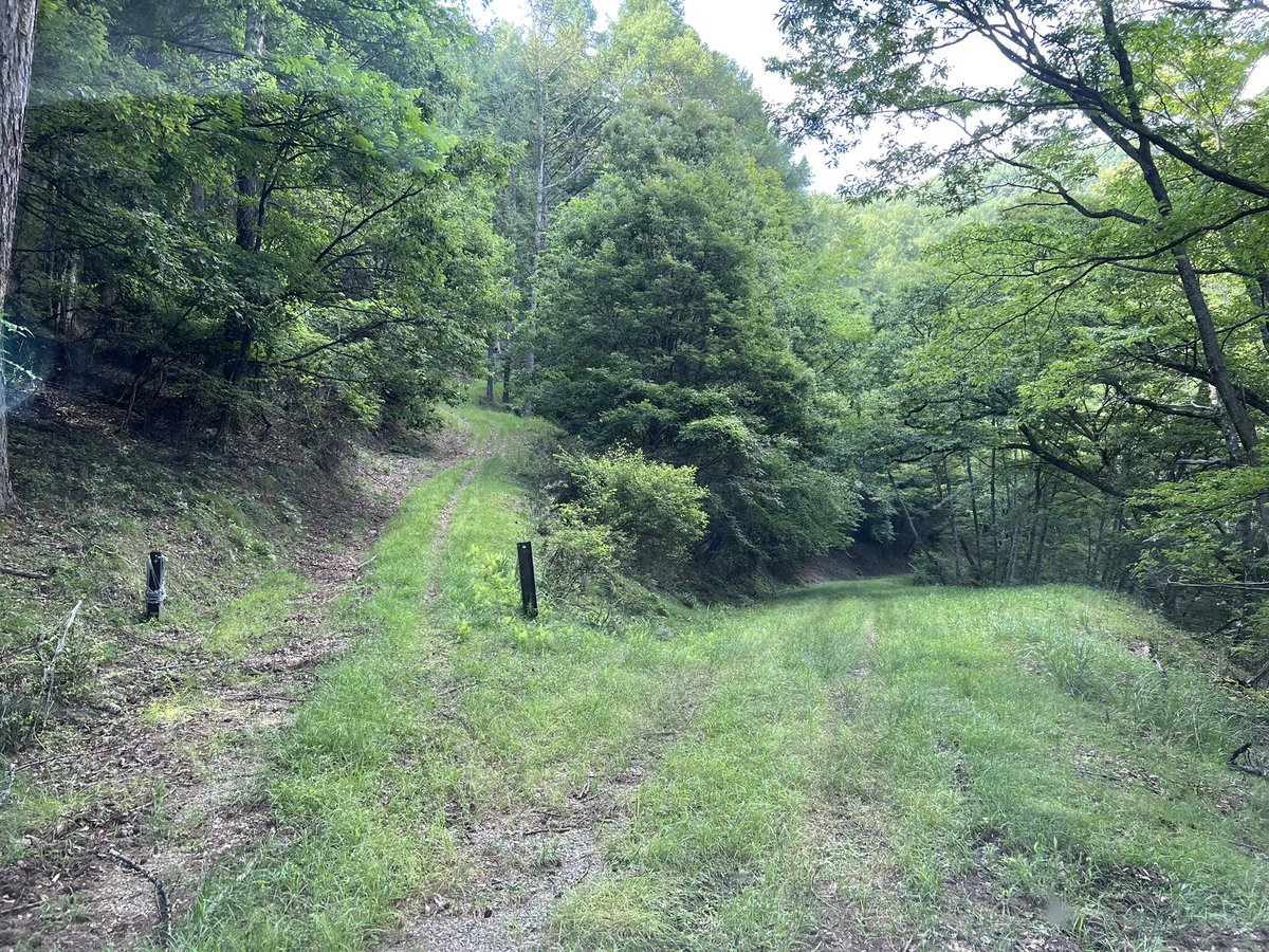 mamushired's tweet photo. 午後山の探索へ、行った事のないルートを車で走らせると間違いなくタマゴタケがいた。
これが出たという事は確実に夏キノコスタートしてるはず。雨降らないかなぁ☔️💧山もカラッカラな感じでした。 https://t.co/f4l1F1Xj4l