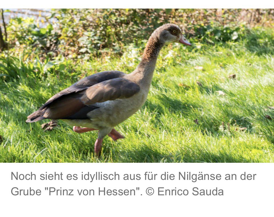 RealSHIRA's tweet photo. SPD‼️ Der Gänse-Mörder von Trier – oder wie ein gescheiterter SPD-Politiker seine Inkompetenz auf Tiere projiziert.
Wolfram Leibe, der Oberbürgermeister einer Stadt, die unter 225 Millionen Euro Altschulden ächzt, hat eine neue Priorität entdeckt: den Massenabschuss von Nilgänsen. Während Trier mit strukturellen Problemen, maroden Kassen und einer politischen Führung kämpft, die lieber Vögel jagt als Lösungen findet, gibt Leibe grünes Licht für die Exekution von Tieren, die ihm auf die Liegewiese koten. Ein echter Held der sozialdemokratischen Tierliebe.
Der akademische Blick auf einen politischen Versager! Leibe, der mit seiner Stadt im finanziellen und strukturellen Abgrund steht, inszeniert sich als Ordnungshüter. Die Nilgänse sind schuld – nicht die 225 Millionen Euro Schulden, nicht die fehlende Infrastruktur, nicht die gescheiterte Migrations- und Sozialpolitik. Nein, das Problem sind die Vögel. Also werden sie abgeschossen. Falkner, Vogelscheuchen, Vergrämung – alles versagt. Also die Keule. Das ist keine Tierpolitik, das ist die Projektion eines Gescheiterten, der seine eigene Unfähigkeit auf das Federvieh überträgt.
Es ist eine historische Ironie! Die Nilgans ist eine geschützte Art – aber für Leibe gelten offenbar andere Regeln. Die Jagd auf Vögel ist okay, solange sie nicht stört. Der Mann, der in Trier für seine dubiosen Bauprojekte bekannt ist (bei denen er angeblich den Stadtrat umging), zeigt nun, dass er auch vor Tieren nicht haltmacht. Der Sozialdemokrat mit dem Herzen für die Schwachen – außer es geht um Gänse.
Leibe mag die Gänse loswerden – aber sein Image bleibt im Dreck. Während die Stadt unter seiner Führung weiter vor sich hin vegetiert, wird er als der Mann in die Geschichte eingehen, der den Krieg gegen die Tierwelt erklärte. Ein kleiner Sieg für die Ordnung, eine große Niederlage für jedes moralische Empfinden.
#WolframLeibe #GänseSchlächter #Trier #SPD #Tierquälerei #Nilgänse #Abschuss #Altschulden #Skandal #PolitischesVersagen