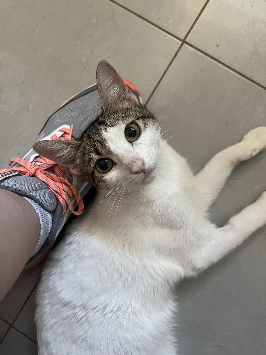 BigotisSos's tweet photo. ❤️‍🩹 Alma continua buscant acollida. 
🤍 És una gata adorable, bona i afectuosa. Té atàxia, sols necessita una habitació on poder estar.

📲 WhatsApp 614 076 600

#URGENT #ACOLLIDA #XarxaAnimalista #Catalunya https://t.co/eLTtVSKxUV