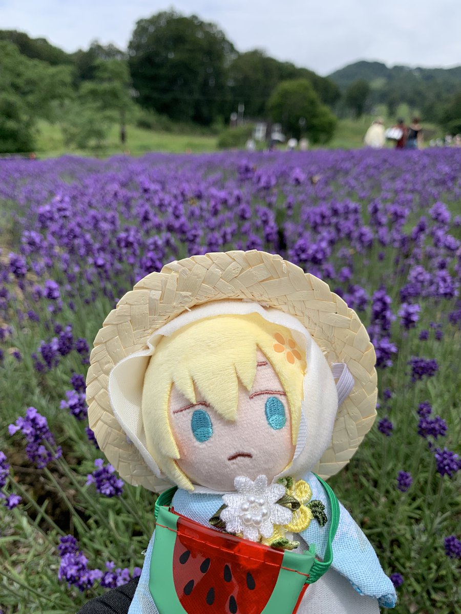 10asahi's tweet photo. ラベンダーだよまんばちゃん
山の上はちょっと涼しいね https://t.co/23MVxlREpj