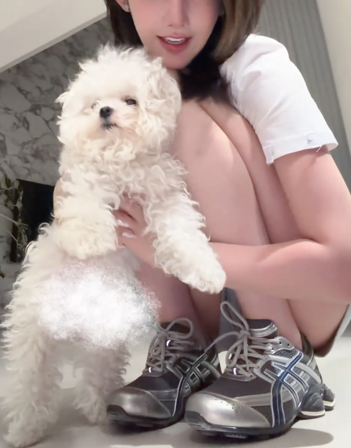 sandrameyerloet's tweet photo. 妈宝狗小乖 忘给我儿子打码了 重新发一下📷 #我和我的修狗 #比熊{镇江} https://t.co/Uu4PsluUKL