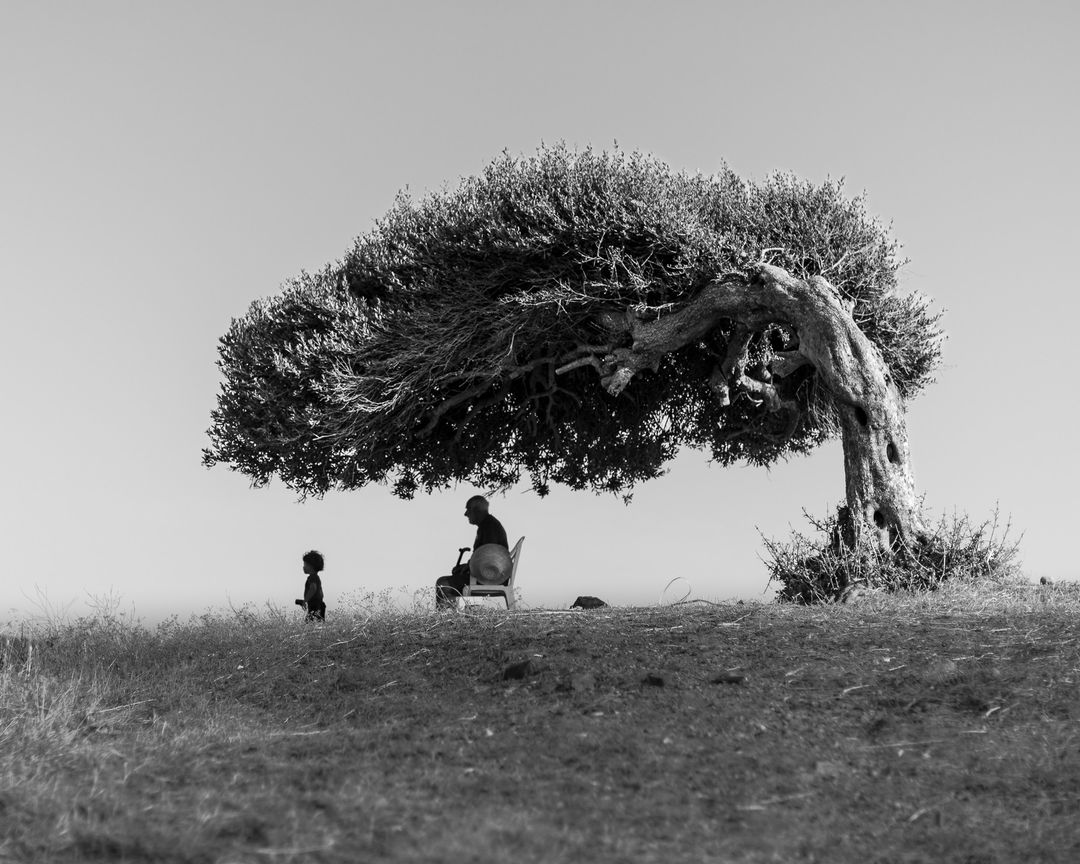 eyeonaxis's tweet photo. The tree of life, by Skander Khlif https://t.co/xON4amaI4H