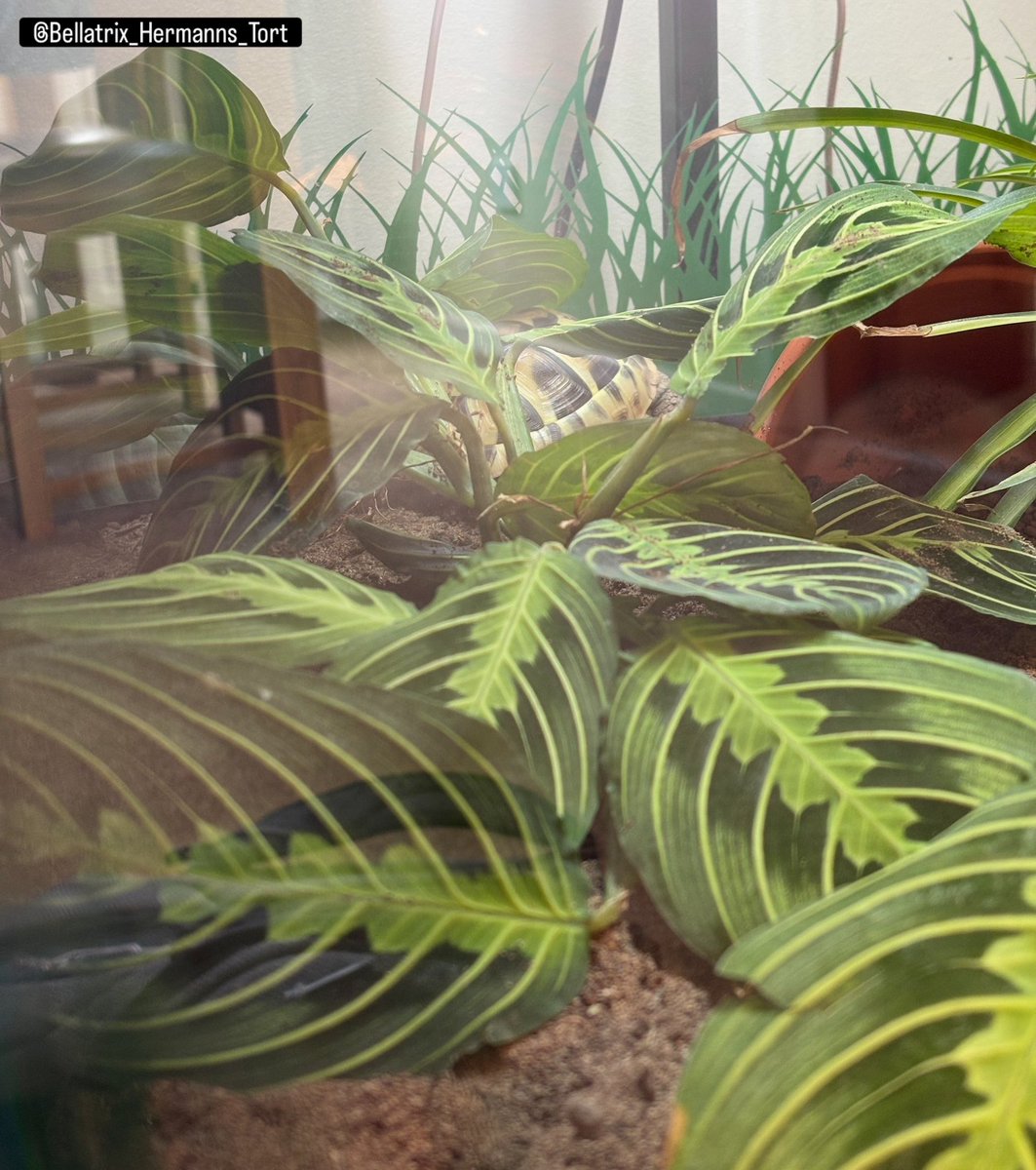 Spofforth's tweet photo. Bellatrix loving the new Prayer Plant in the enclosure. It’s a climbing frame, a great place to hide and something to snack on!!
#Bellatrix #Hermanns #Tortoise #TortLife 🐢 https://t.co/kpBrD2L8u6