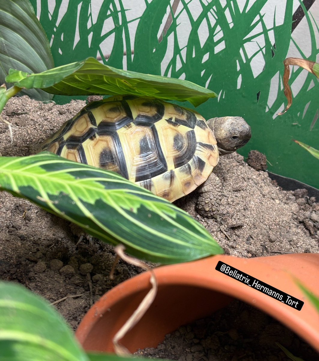 Spofforth's tweet photo. Bellatrix loving the new Prayer Plant in the enclosure. It’s a climbing frame, a great place to hide and something to snack on!!
#Bellatrix #Hermanns #Tortoise #TortLife 🐢 https://t.co/kpBrD2L8u6