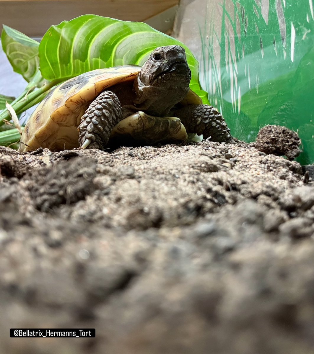 Spofforth's tweet photo. Bellatrix loving the new Prayer Plant in the enclosure. It’s a climbing frame, a great place to hide and something to snack on!!
#Bellatrix #Hermanns #Tortoise #TortLife 🐢 https://t.co/kpBrD2L8u6