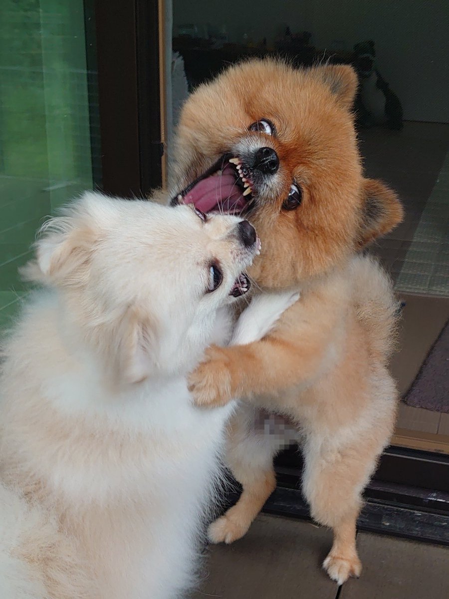 harepiyopiyo's tweet photo. 犬たちの抱擁 2023 夏 https://t.co/HZhiQ3wBG5