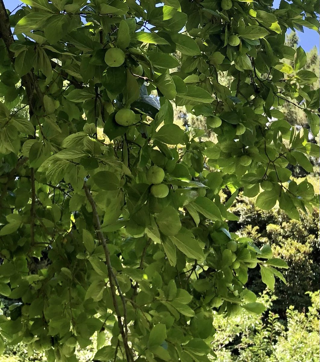 macarontail's tweet photo. 自然教育園キノコ探し→庭園美術館入場待ち（イマココ）庭園の柿たわわ https://t.co/v7RE0Wblzm
