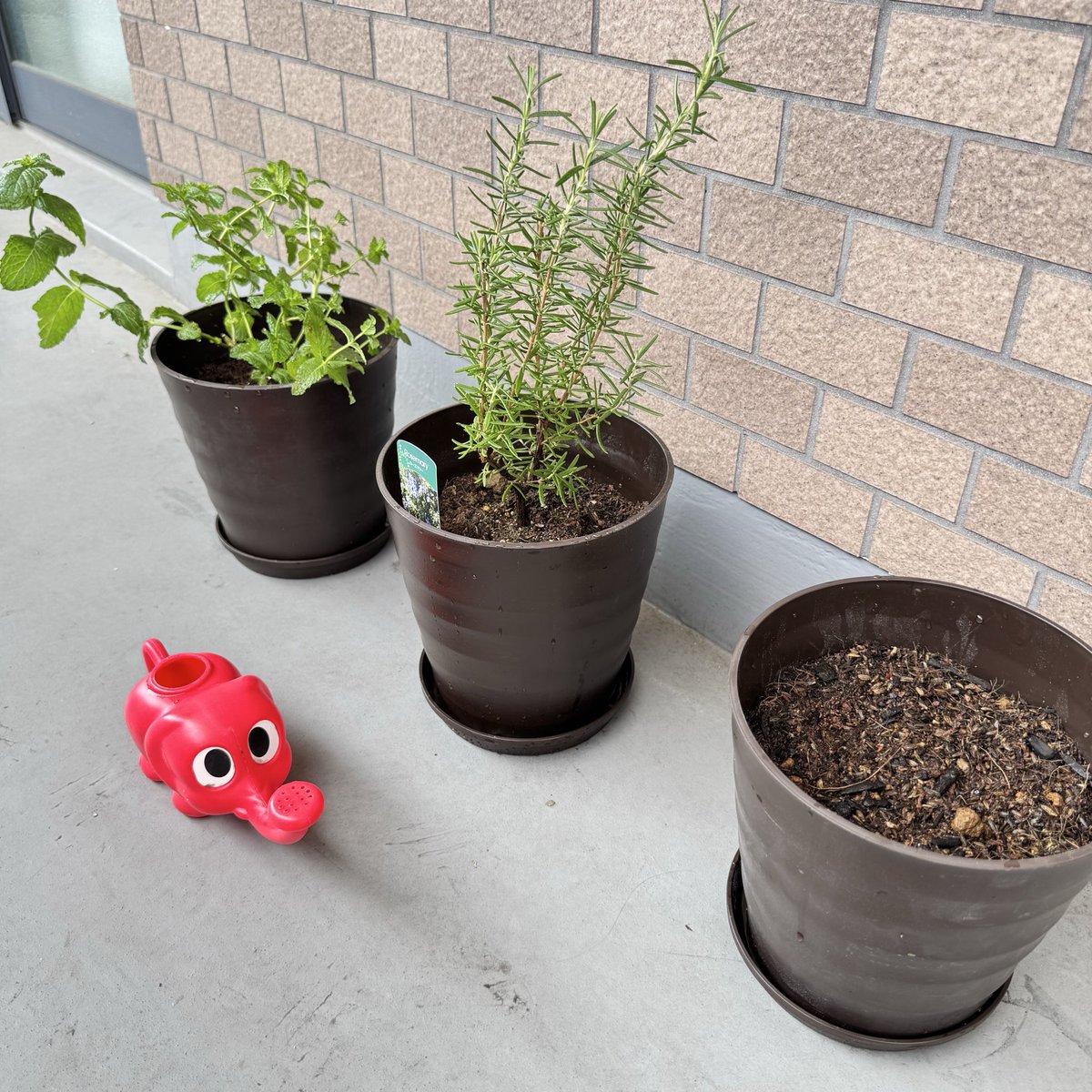 sweetsmgmg's tweet photo. 植えた🌱 https://t.co/Kr16wJVKuY