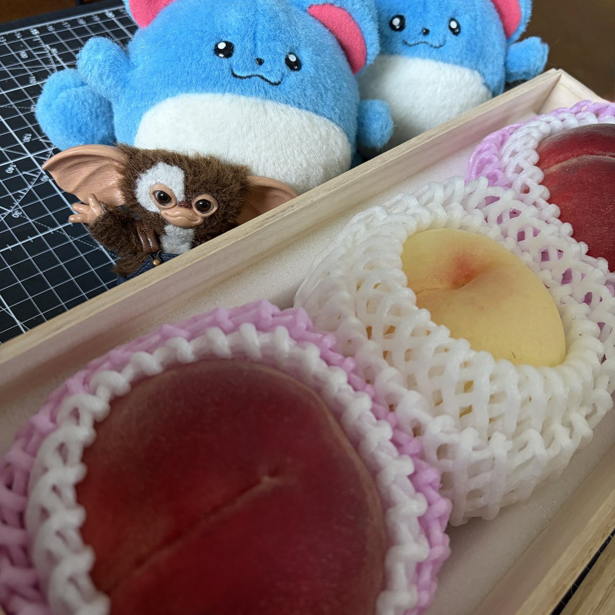 ギズモ (@mog_giz) / Posts / X