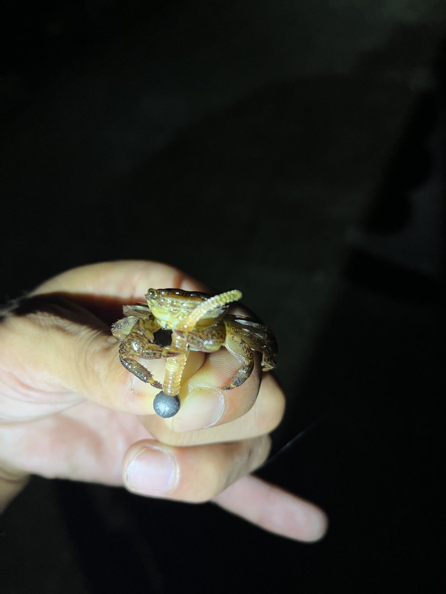 npkkoji's tweet photo. 昨日夕涼みに行って、キャストミスったらカニ釣れた
こんな小さいのに抱卵してるのねー https://t.co/Uj4yrH8ULx